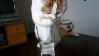 Fat Cat drinking water..FUNNY