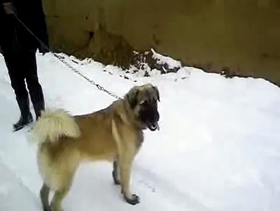 Qeni i sharrit
