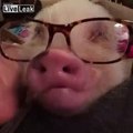 pigs can have glasses too