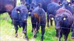 Aberdeen Angus cattle - small bulls heifers for fattening - Estonia - Pelicon d.o.o.