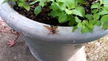 Cicada Killer Wasp Steals Cicada From Another Wasp