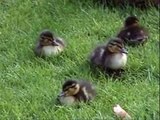 Mother Duck and Her Twelve Little Baby Ducklings. Very Cute!