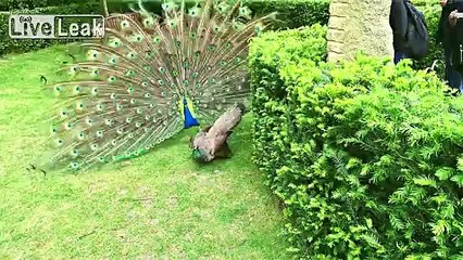 Shagging Peacock dancing (Wait Until He Gets His Girl)