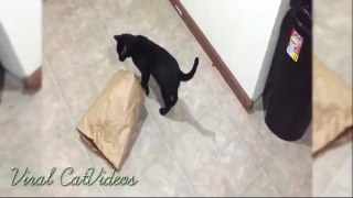 How smart Catch Cat