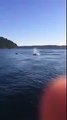 Orca Pod Swims Near Fishermen in Puget Sound