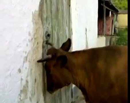 корова пришла домой