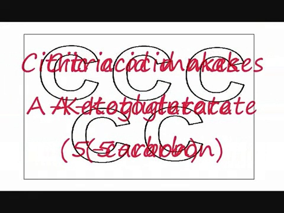 Krebs Cycle