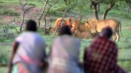 Украли мясо у льва