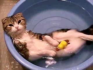 Самый неправильный кот