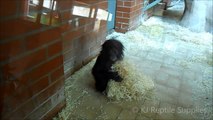 Lopori Baby Bonobo - Twycross Zoo - KJ Reptile Supplies