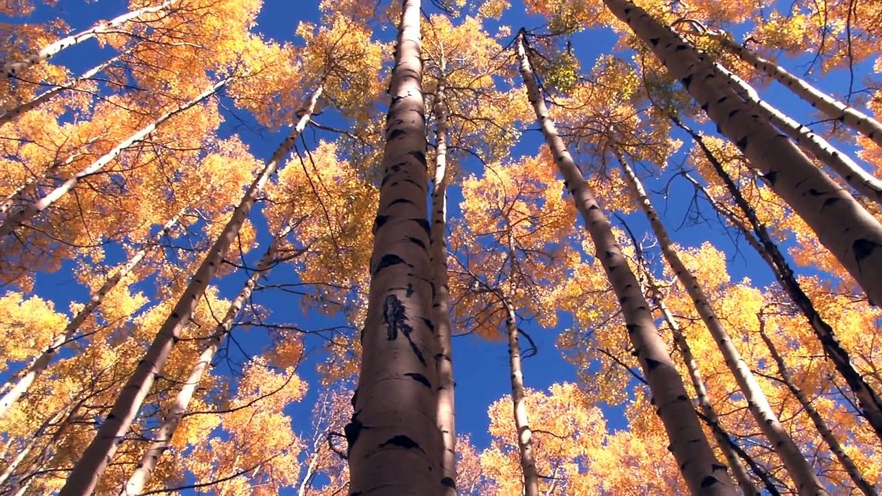 Autumn 1