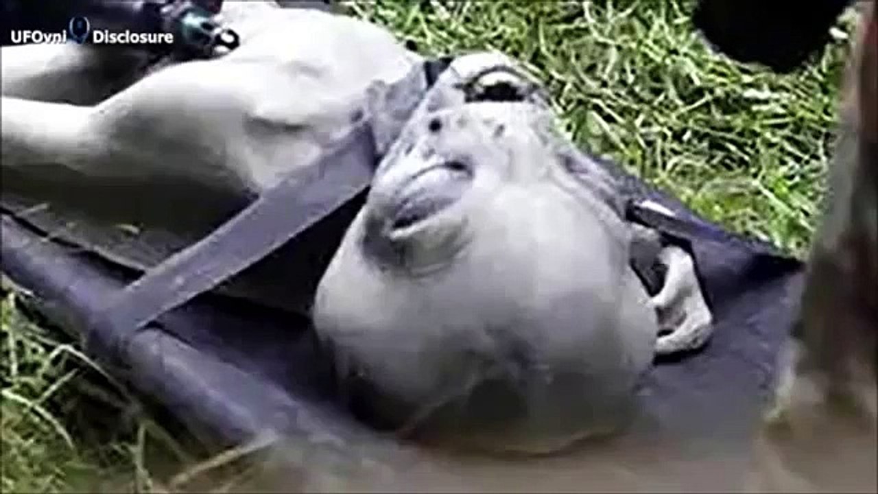 Popular Videos - Grey alien