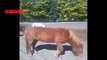 Honey Badger Narrates: Mini-Horses Are Beyond Adorbs