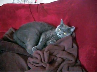 Beautiful lazy British Shorthair Mollywoodz