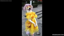 DOS PERROS CON MUCHO TALENTO MASCOTAS Y ANIMALES MARAVILLOSOS QUE NOS ALEGRAN EL DIA SEPTIEMBRE 2015