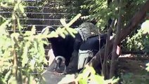 Andean Condor-Cincinnati Zoo