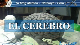 CEREBRO