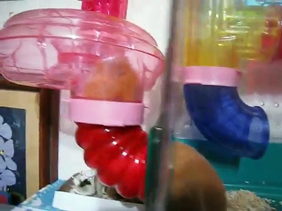 黃金鼠--收被子回房間~ 但...房間勒?! @@