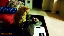 Sneaky Cats Stealing Money Compilation