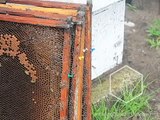 Cursos de cria de Abejas Reinas e Inseminación Instrumental