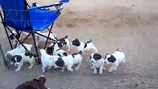 12 English Springer Spaniel Puppies