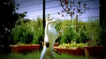 CATS Jumping in Slow Motion  - HD - 1080p ✔