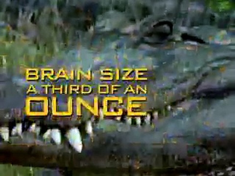 Animal Face Off: Black bear vs Alligator