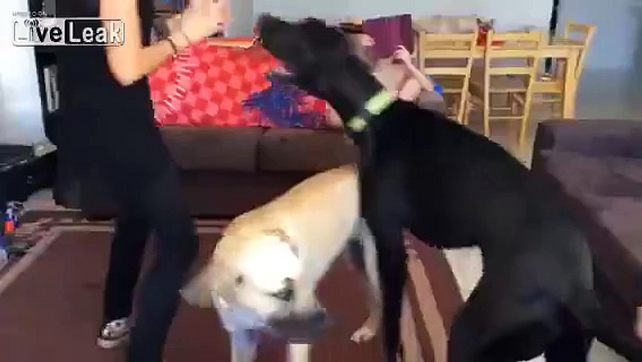 Dog Attack!