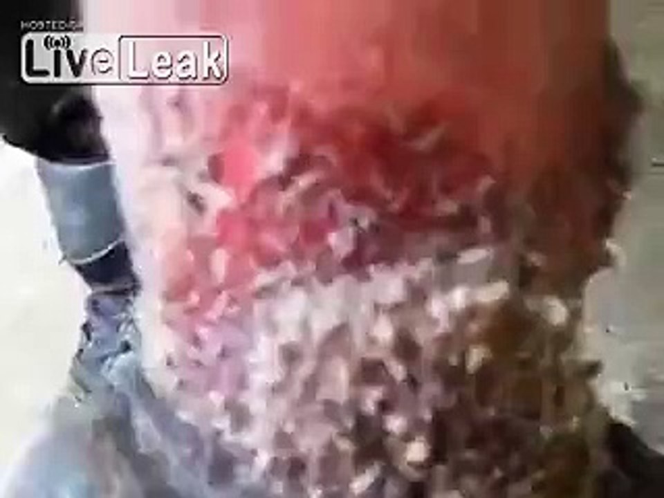 Bugs farming