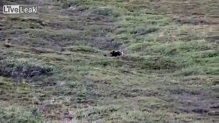 'Drunk' Bear Barrel Rolls Down A Hill In Alaska