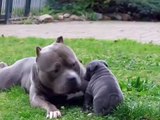 American Bully XXL playing with his son!