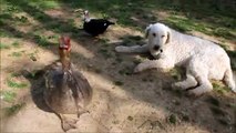 Komondor Dogs Love Their Siblings From Deer to Chicks