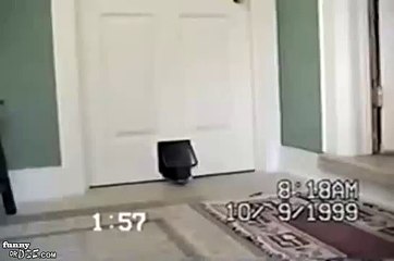 Baby Deer Comes Home The pet door is open to animals of all sizes.