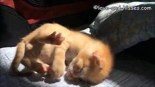 Kitten Loves Chewing His Tiny Paws