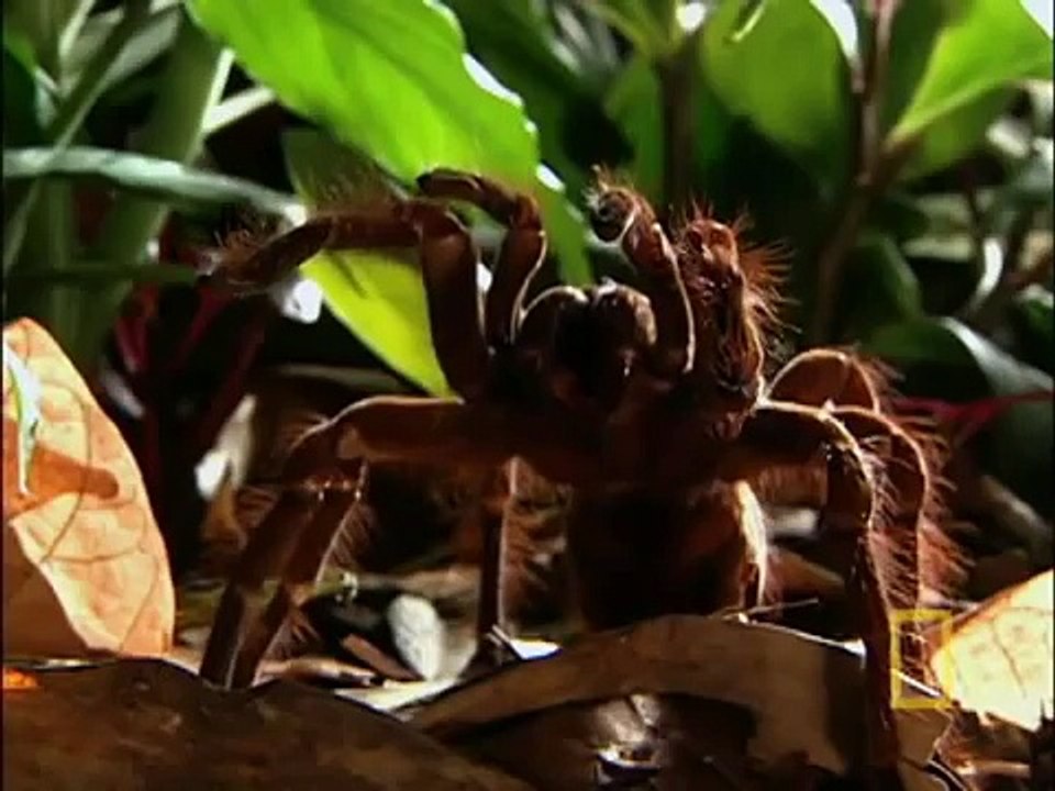 Goliath Tarantula
