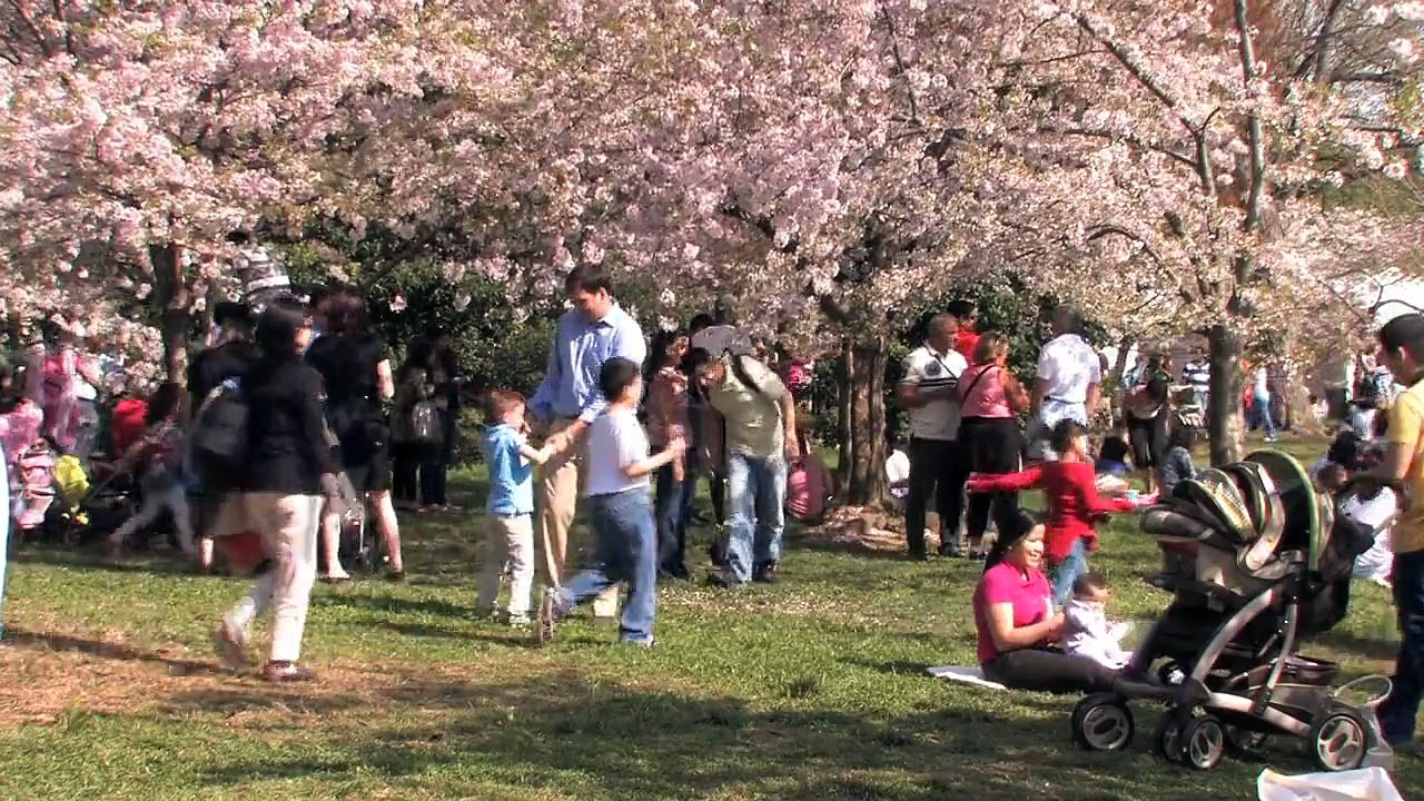 Cherry Blossoms 2