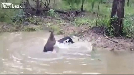 Kangaroo fights dog