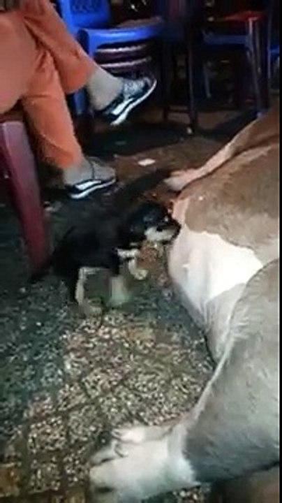 Puppy breastfeeding of pig mom