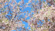 Cherry Blossoms 4