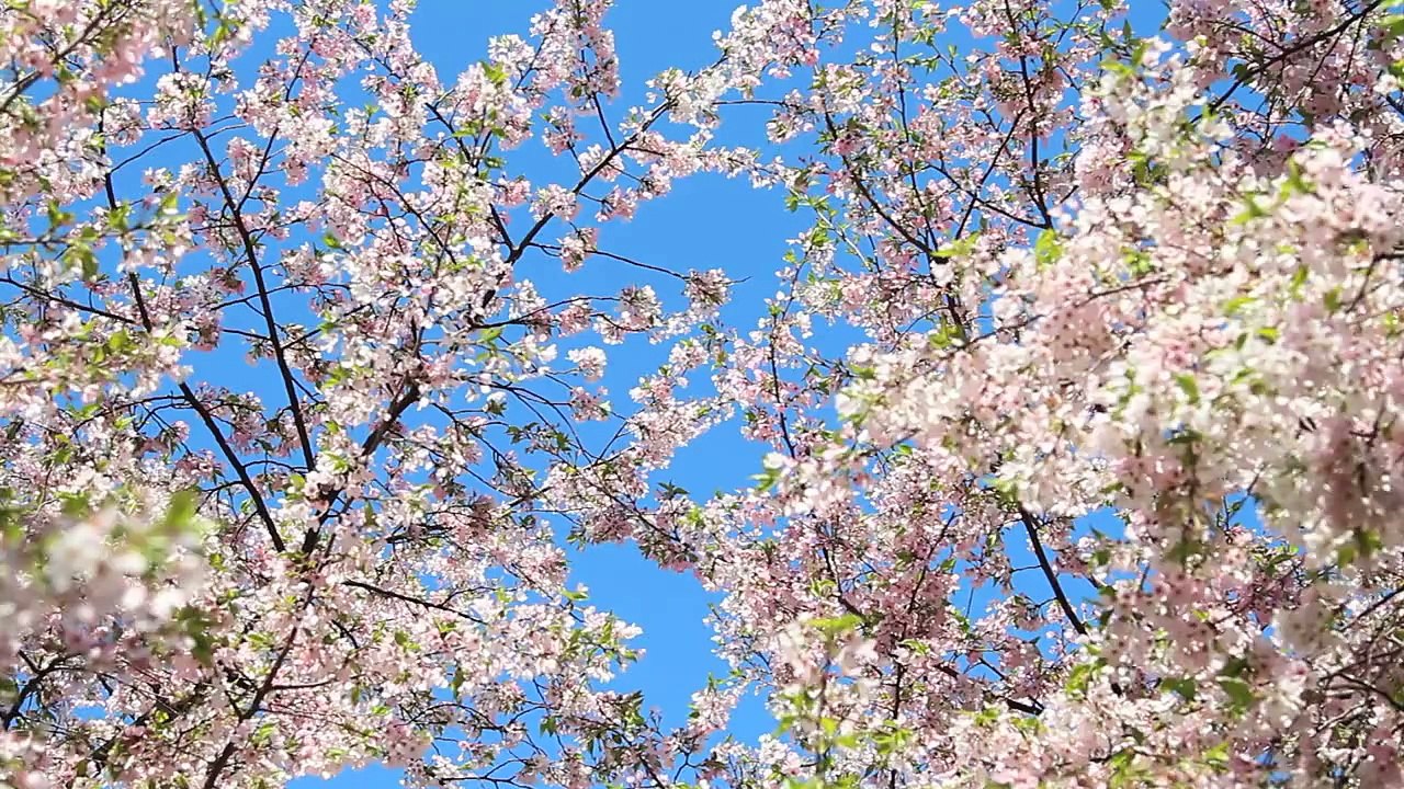 Cherry Blossoms 4