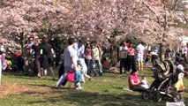 Cherry Blossoms 7