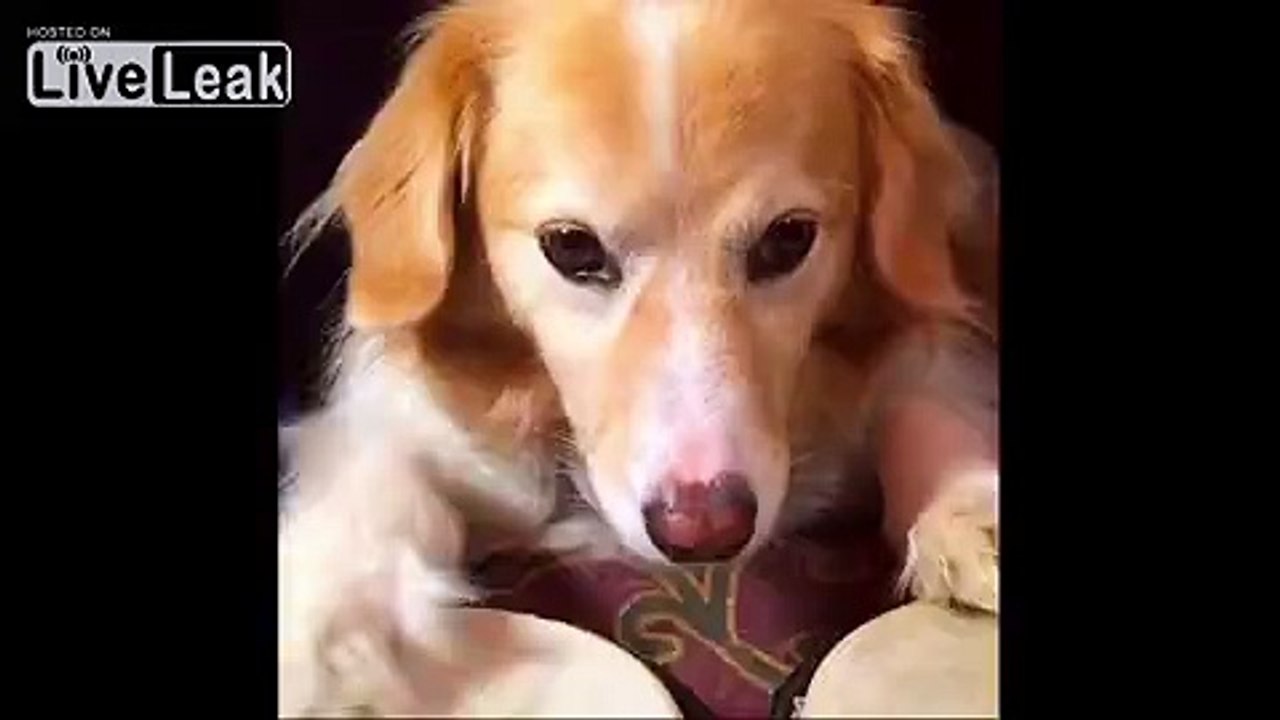 Musical Dog - DUET
