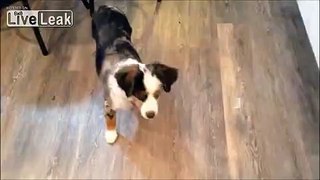 Guy Shoots and Kills the Puppy