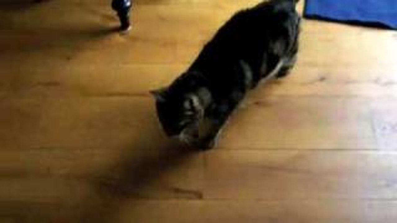 Cat Playing "I Spy"
