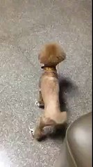 Dog Has Trouble Walking in Shoes