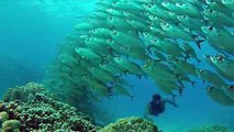 Adventurous Diver Swims Through Massive School of Fish