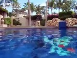 Dog retrieves frisbees underwater