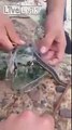 Two guys save a snake, and the snake gives them a frog