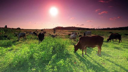 Grass 5 - Sparkling Ways