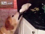 Thoughtful bird feeds dog Sent in by Tegan Ward